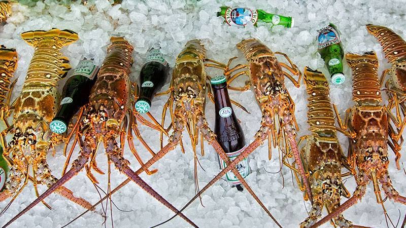 Whole lobsters displayed on ice with Belikin bottles